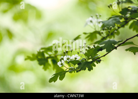 Crataegus, Weißdorn Stockfoto