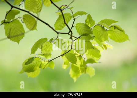 Corylus Avellana, Hazel, Cob-Nuss Stockfoto