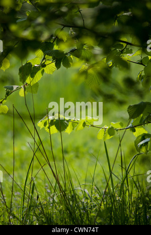 Corylus Avellana, Hazel, Cob-Nuss Stockfoto