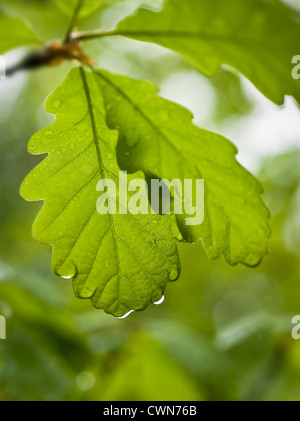 Quercus Petraea, Eiche, Traubeneiche Stockfoto