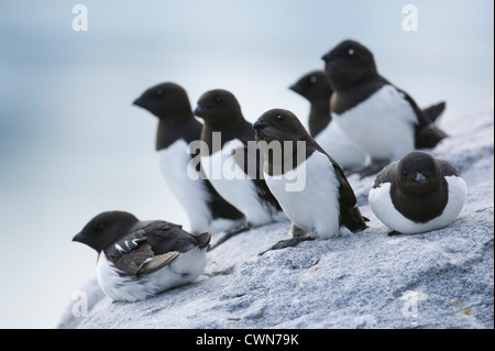 Little Auk Kolonie, Alle Alle, Magdalenefjord, Spitzbergen, Svalbard, Arktis Stockfoto