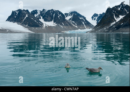 Nördlichen Eissturmvögel, Fulmarus Cyclopoida, Magdalenefjord, Arktis, Spitzbergen, Svalbard Stockfoto