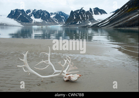 Rentier-Geweih, Magdalenefjord, Arktis, Spitzbergen, Svalbard Stockfoto