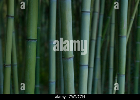 Phyllostachys Decora, Bambus, schöne Bambus Stockfoto