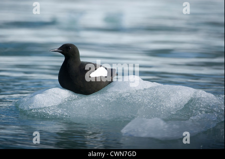 Schwarzen Guillemot, Cepphus Grylle, sitzen auf dem Meereis am Lilliehoek Gletscher, Arktis, Spitzbergen, Svalbard Stockfoto