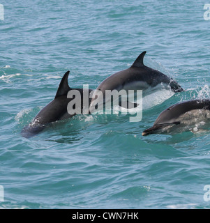 Delphinus delphis - drei Delphine eine kleine Gruppe von Kurzschnabelschnabeligen Delfine brechen in der irischen Atlantik in der Nähe von Baltimore County Cork In Irland Stockfoto