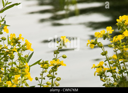 Mimulus Luteus, Monkey flower Stockfoto