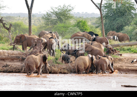 Herde von Elefanten, die Überquerung des Flusses Ewaso Ngiro Stockfoto