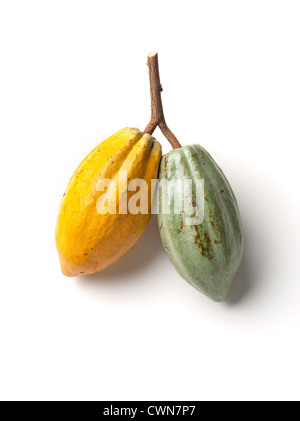 Theobroma Cacao Kakaobohne Stockfoto