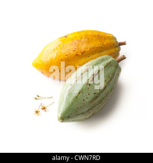 Theobroma Cacao Kakaobohne Stockfoto