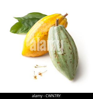 Theobroma Cacao Kakaobohne Stockfoto