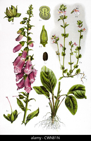 Digitalis und andere Kräuter Stockfoto