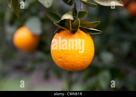 Reifer Orangen vom Baum hängend und abholbereit. Stockfoto