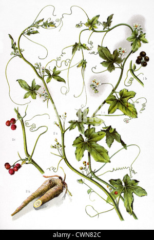 Zaunrübe und anderen Kräutern Stockfoto
