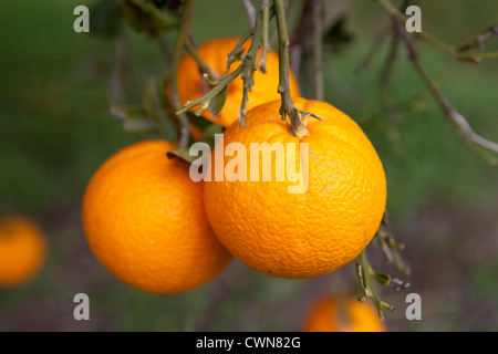 Reifer Orangen vom Baum hängend und abholbereit. Stockfoto