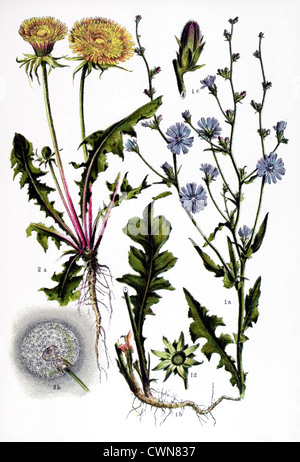 Löwenzahn und andere Kräuter Stockfoto