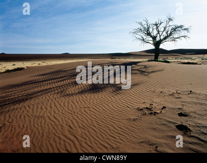 Anjous Erioloba, Camel thorn Stockfoto