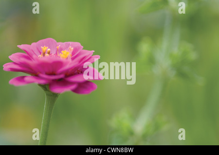 Zinnia Stockfoto