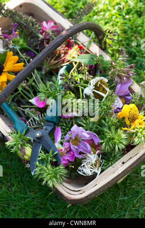 Tote Leitung Blumen mit Gartenschere in einem hölzernen trug Stockfoto