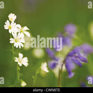 Stellaria Holostea, Stitchwort Stockfoto