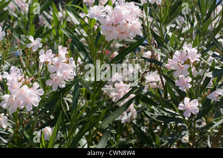 Oleander Busch mit rosa Blüten Stockfoto