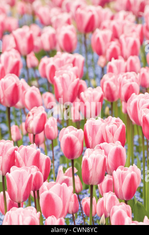 Tulipa Tulpe Stockfoto