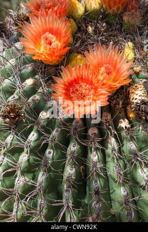 Arizona Barrel Cactus, Fishhook Cactus oder Candy Barrel Cactus, Ferocactus wislizeni, blüht in der Sonoran Desert im Süden Arizonas. Stockfoto