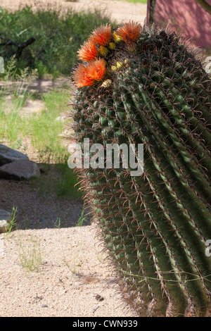 Arizona Barrel Cactus, Fishhook Cactus oder Candy Barrel Cactus, Ferocactus wislizeni, blüht in der Sonoran Desert im Süden Arizonas. Stockfoto