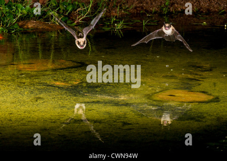 Zwei Vesper Fledermäuse in der Nacht Tauchen zum Teich, um ein Getränk Wasser zu bekommen. Stockfoto