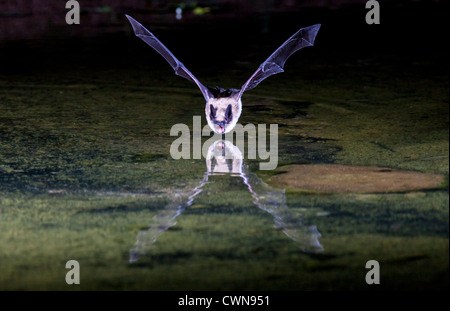 Fledermaus in der Nacht Tauchen bis hin zum Teich, um einen Schluck Wasser zu bekommen. Stockfoto