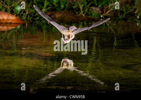 Fledermaus in der Nacht Tauchen bis hin zum Teich, um einen Schluck Wasser zu bekommen. Stockfoto