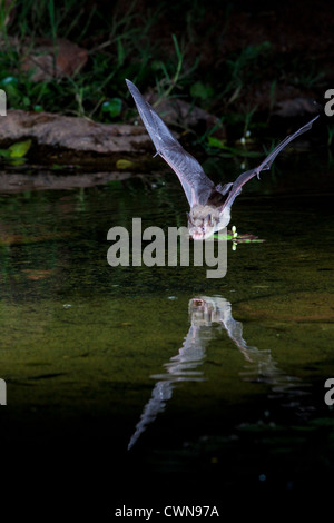 Fledermaus in der Nacht, Tauchen bis hin zum Teich für Wasser zu trinken. Stockfoto