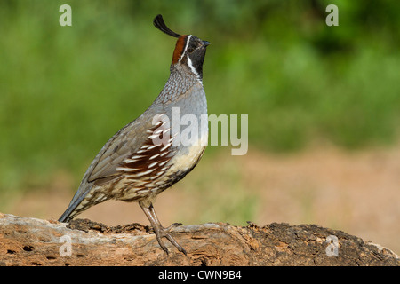 Gambel's Quail, Callipepla gambelii, in der Sonoran Desert im Süden Arizonas. Stockfoto