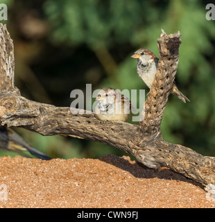 House Sparrows, Passer domesticus, auch bekannt als English Sparrow, thront auf Cane Cholla Kaktus in der Sonora-Wüste im Süden Arizonas. Stockfoto