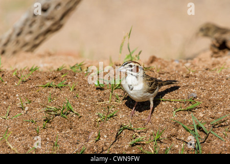 Lerche Sparrow, Chondestes grammacus, in der Sonoran Wüste im Süden Arizonas. Stockfoto