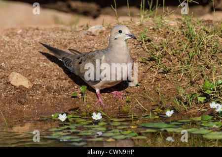 Trauertaube, Zenaida macroura, am Teich in der Sonoran-Wüste im Süden Arizonas. Stockfoto