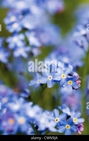 Myosotis Vergissmeinnicht Stockfoto