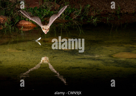 Bleiche Bat, Antrozous Pallidus, nachts Tauchen bis hin zum Teich, um einen Schluck Wasser zu bekommen. Stockfoto