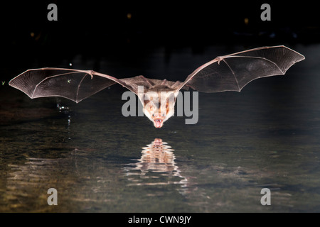 Bleiche Bat, Antrozous Pallidus, nachts Tauchen bis hin zum Teich, um einen Schluck Wasser zu bekommen. Stockfoto