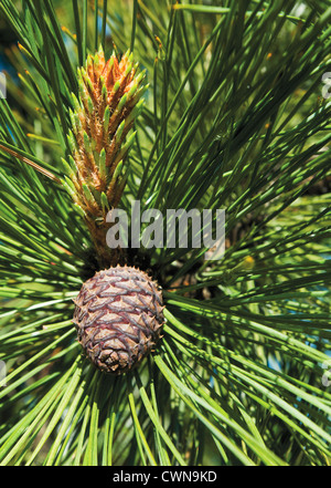 Pinus Contorta, Kiefer, Shore Kiefer Stockfoto