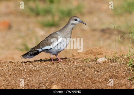 Unreife Weißflügeltaube, Zenaida asiatica, in der Sonoran-Wüste im Süden Arizonas. Stockfoto