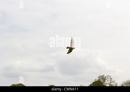 Peregrine Aplomado Cross Falcon im Besitz und geflogen von Lancashire Falken und Eulen auf der Lancashire Landschaft Erfahrung Tag 2012 Stockfoto
