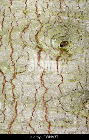 Colorado weiss Tanne Abies Concolor (Tannenbäumen) Stockfoto