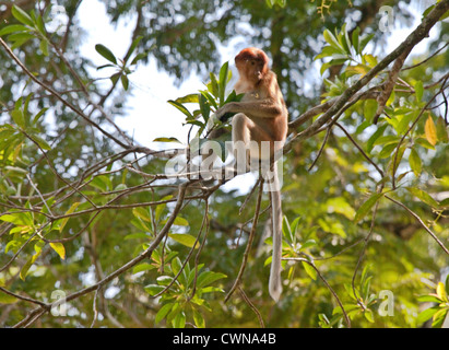 Weibliche Nasenaffe (Nasalis Larvatus). Bako Nationalpark, Borneo Malaysia Stockfoto