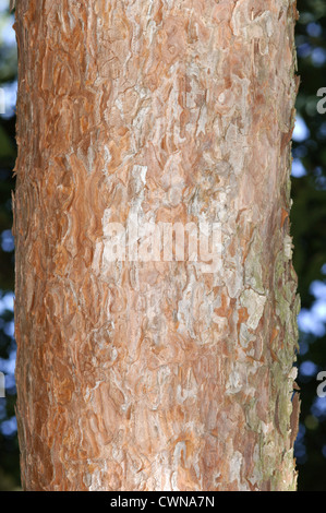 Japanische rot-Kiefer Pinus Densiflora (Tannenbäumen) Stockfoto