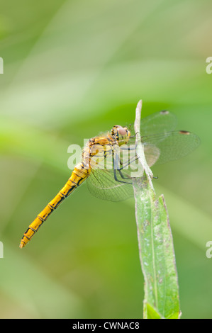 Ruddy Darter weiblich thront auf einem Blatt Stockfoto