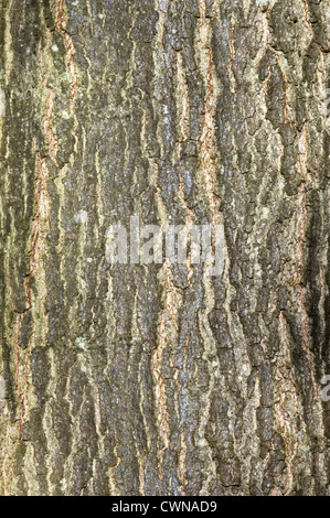 PIN-Eiche Quercus Palustris (Fagaceae) Stockfoto