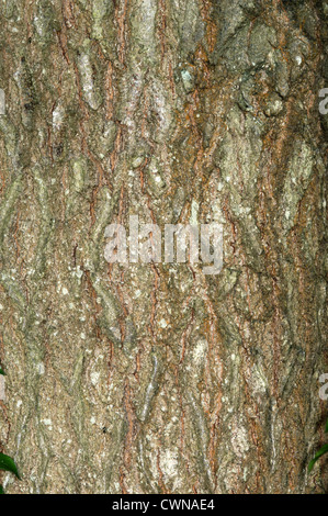 Scarlet Oak Quercus Coccinea (Fagaceae) Stockfoto