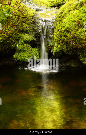 Ein kleiner Wasserfall fließt in einem ruhigen Wasserbecken Stockfoto