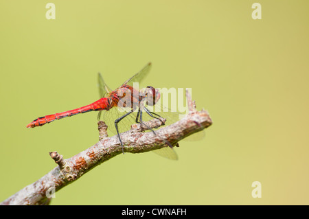 Ruddy Darter männlichen Libelle thront auf einem Zweig Stockfoto